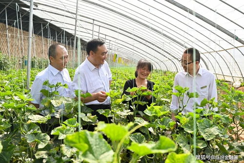 翼城聯(lián)社支持千畝蔬菜園區(qū)帶動(dòng)群眾致富奔小康