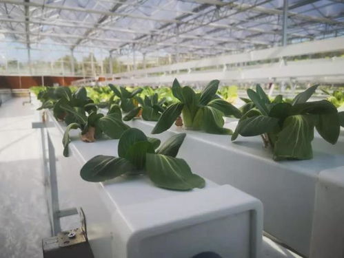 新鮮事兒 新余市界水鄉(xiāng)扶貧蔬菜大棚變身 智慧工廠